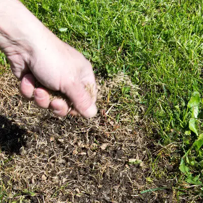 Rasen nachsäen Symbolbild